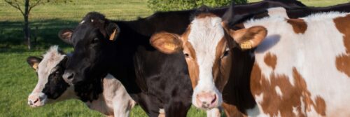 Drie koeien in grasveld op zonnige dag