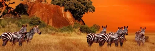 Zebra's in grasland bij zonsondergang