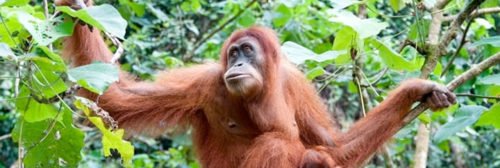 Rondreis Indonesië en Bali